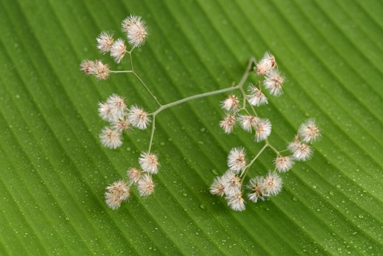 หญ้าดอกขาว หญ้าดอกขาว