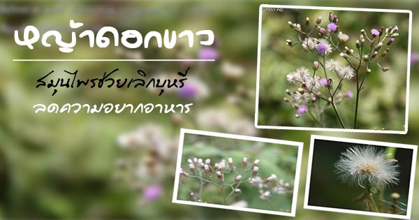 หญ้าดอกขาว หญ้าดอกขาว