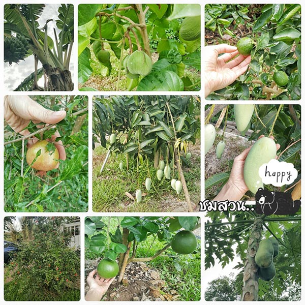 ปลูกบ้านชั้นเดียว ปลูกบ้านชั้นเดียว