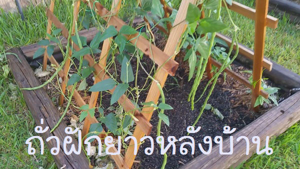 ผัดกะเพราหมูกรอบไข่ดาว ผัดกะเพราหมูกรอบไข่ดาว