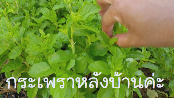 ผัดกะเพราหมูกรอบไข่ดาว ผัดกะเพราหมูกรอบไข่ดาว