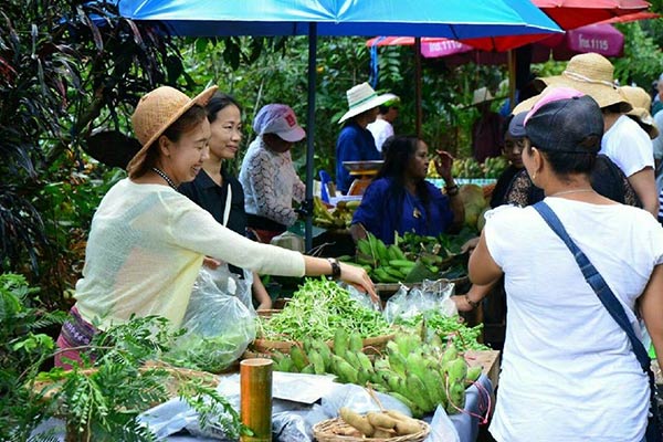 ป่าไผ่สร้างสุข พัทลุง ป่าไผ่สร้างสุข พัทลุง