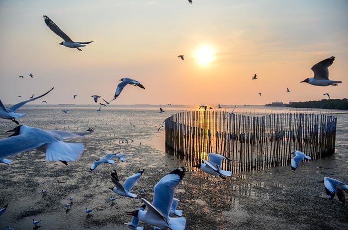 บางปู บางปู