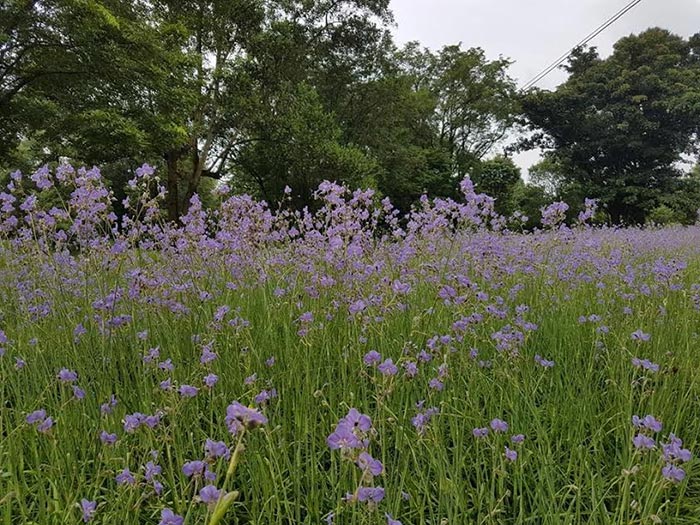 ทุ่งดอกหงอนนาค ปราจีนบุรี ทุ่งดอกหงอนนาค ปราจีนบุรี