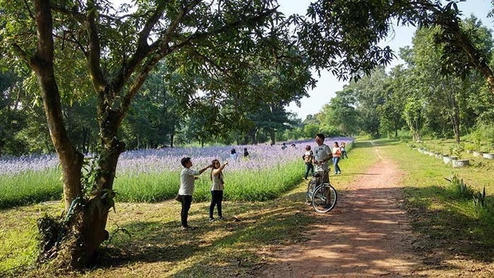 ทุ่งดอกหงอนนาค ปราจีนบุรี ทุ่งดอกหงอนนาค ปราจีนบุรี
