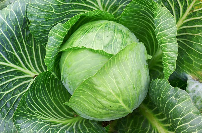 ไขมันพอกตับ ไขมันพอกตับ