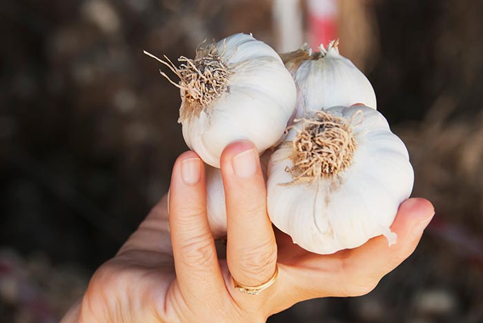 ไขมันพอกตับ ไขมันพอกตับ