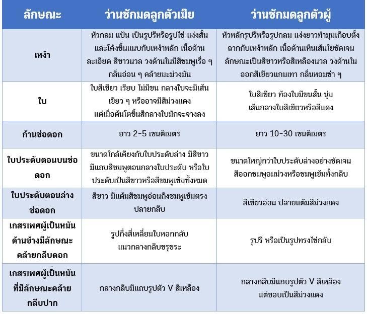 ว่านชักมดลูก ว่านชักมดลูก