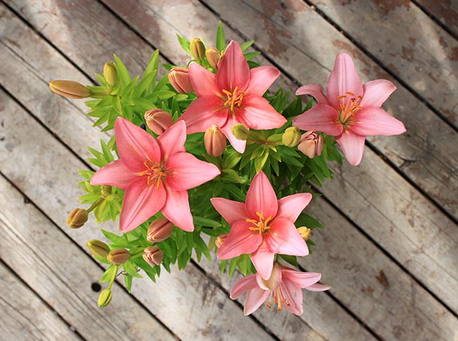 ดอกลิลลี่ ดอกลิลลี่