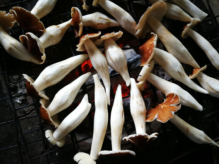 เห็ดโคน เห็ดโคน