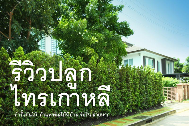 วิธีปลูกไทรเกาหลีทำรั้ว วิธีปลูกไทรเกาหลีทำรั้ว