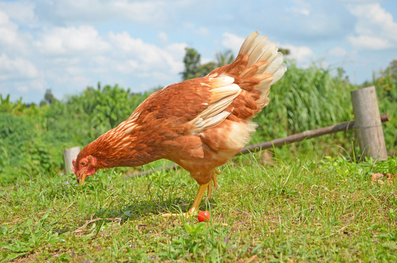 ไก่โรดไทย ไก่โรดไทย