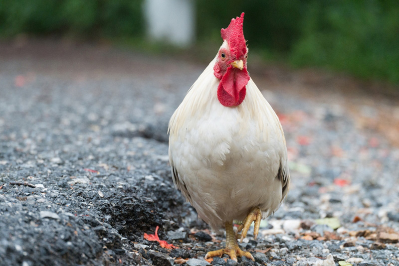 ไก่ไข่เล็กฮอร์นขาวหงอนจักร ไก่ไข่เล็กฮอร์นขาวหงอนจักร