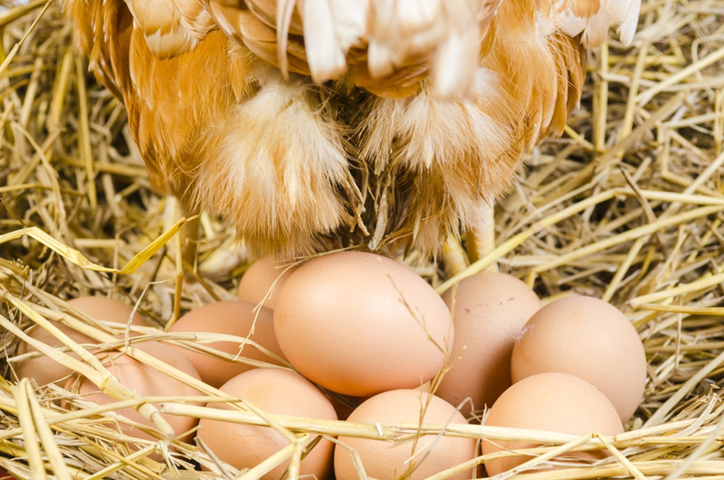 ไก่ไข่ ไก่ไข่