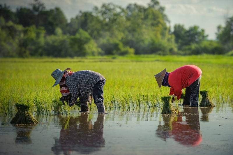 ประกันรายได้ข้าว ประกันรายได้ข้าว