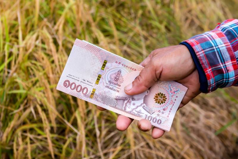 ประกันรายได้ข้าว ประกันรายได้ข้าว