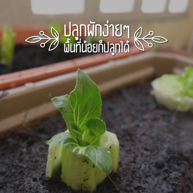 วิธีปลูกผักพื้นที่น้อย วิธีปลูกผักพื้นที่น้อย