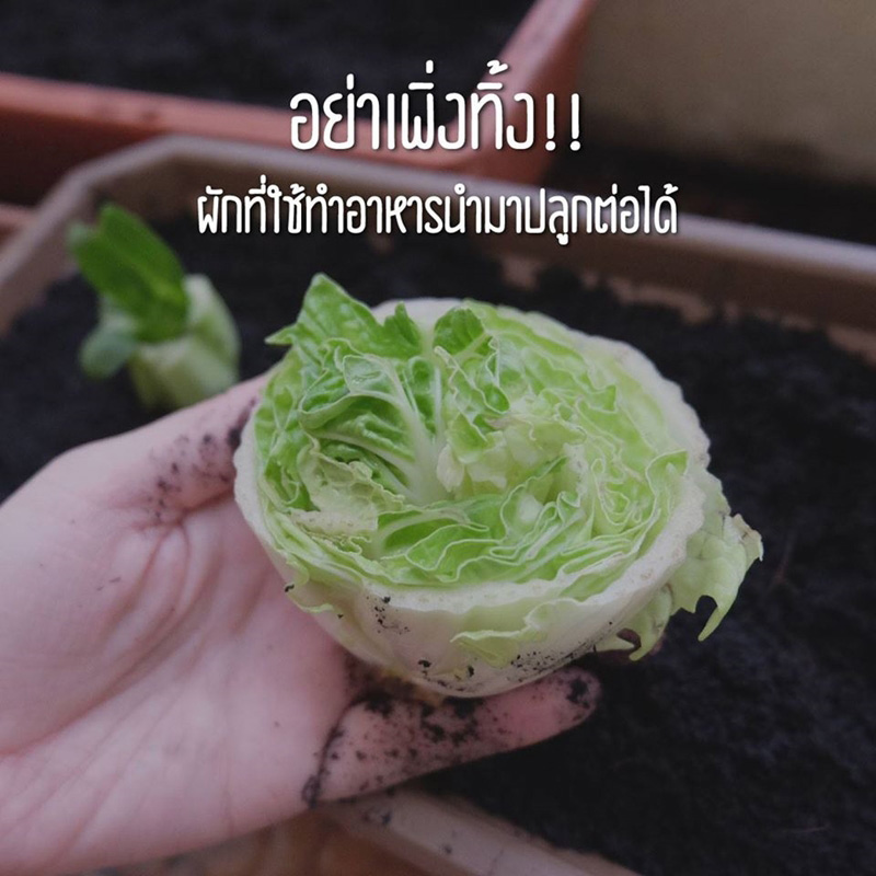 วิธีปลูกผักพื้นที่น้อย วิธีปลูกผักพื้นที่น้อย