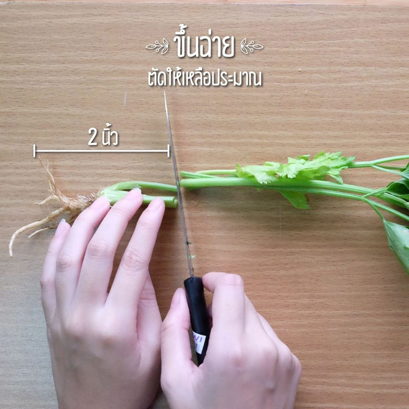 วิธีปลูกผักพื้นที่น้อย วิธีปลูกผักพื้นที่น้อย
