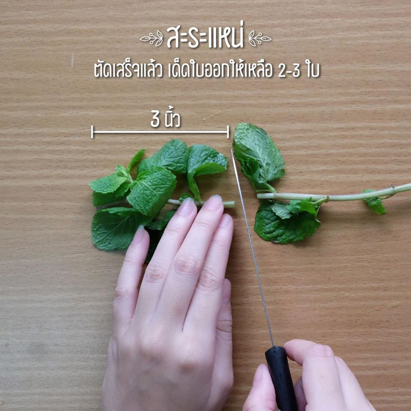 วิธีปลูกผักพื้นที่น้อย วิธีปลูกผักพื้นที่น้อย