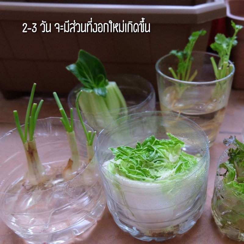 วิธีปลูกผักพื้นที่น้อย วิธีปลูกผักพื้นที่น้อย