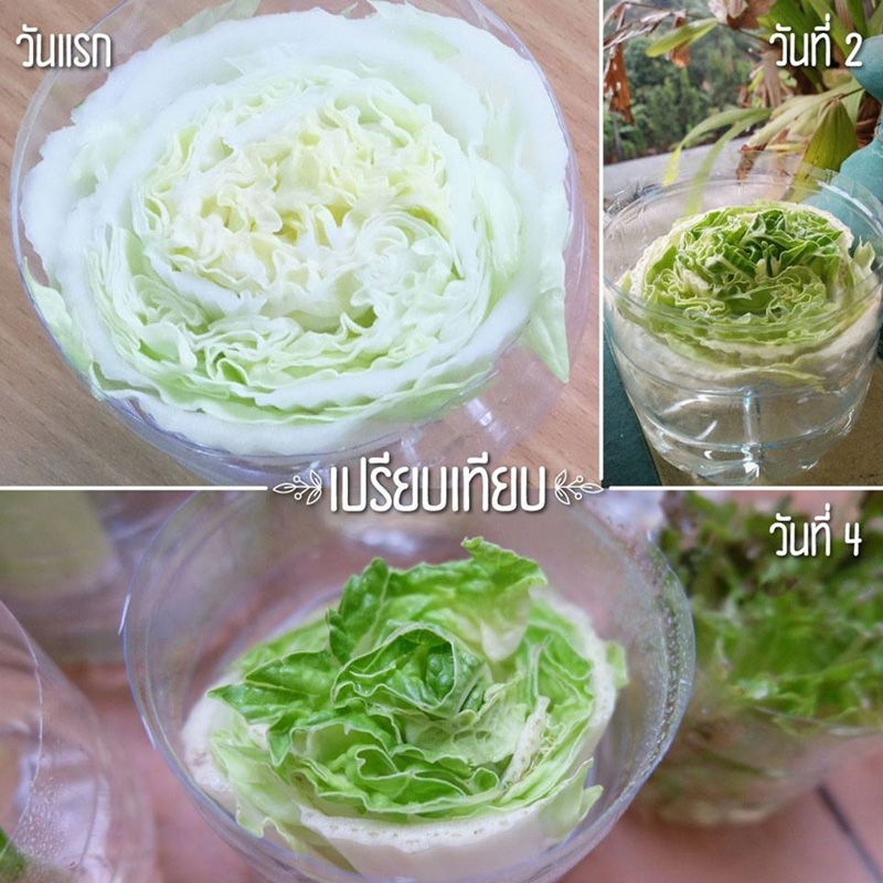 วิธีปลูกผักพื้นที่น้อย วิธีปลูกผักพื้นที่น้อย
