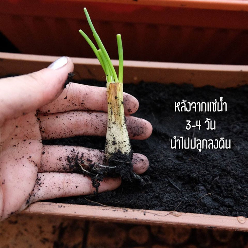 วิธีปลูกผักพื้นที่น้อย วิธีปลูกผักพื้นที่น้อย