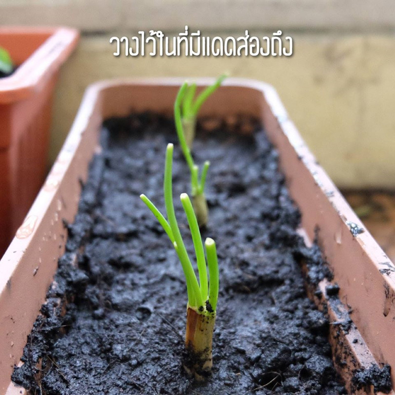 วิธีปลูกผักพื้นที่น้อย วิธีปลูกผักพื้นที่น้อย