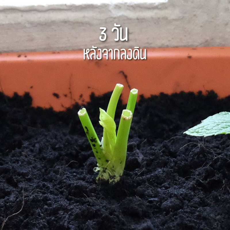 วิธีปลูกผักพื้นที่น้อย วิธีปลูกผักพื้นที่น้อย