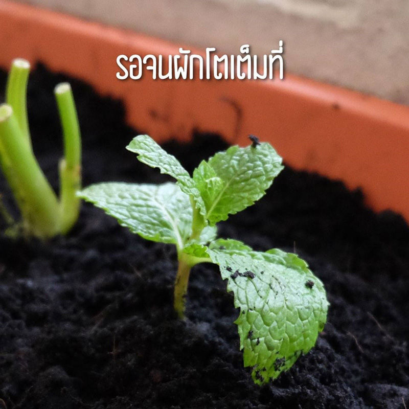 วิธีปลูกผักพื้นที่น้อย วิธีปลูกผักพื้นที่น้อย