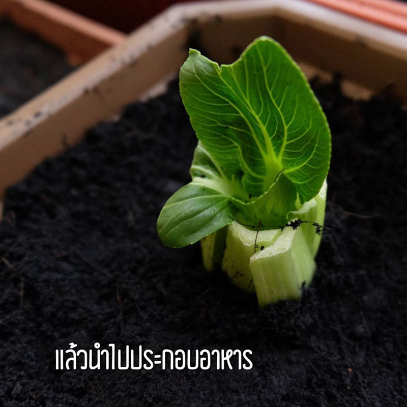 วิธีปลูกผักพื้นที่น้อย วิธีปลูกผักพื้นที่น้อย