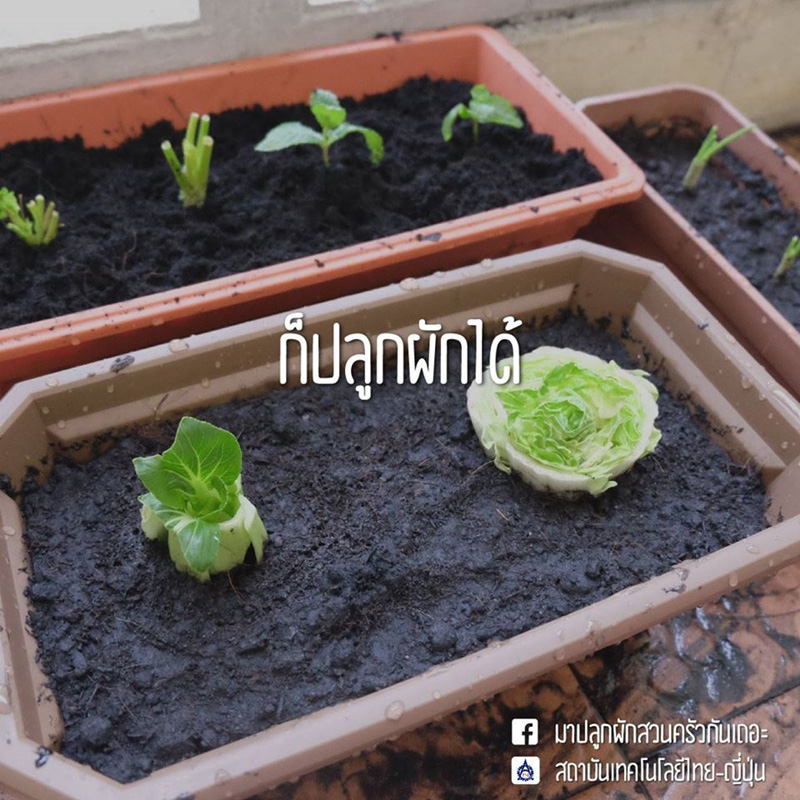 วิธีปลูกผักพื้นที่น้อย วิธีปลูกผักพื้นที่น้อย