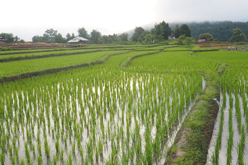 เมืองคอง เชียงใหม่ เมืองคอง เชียงใหม่