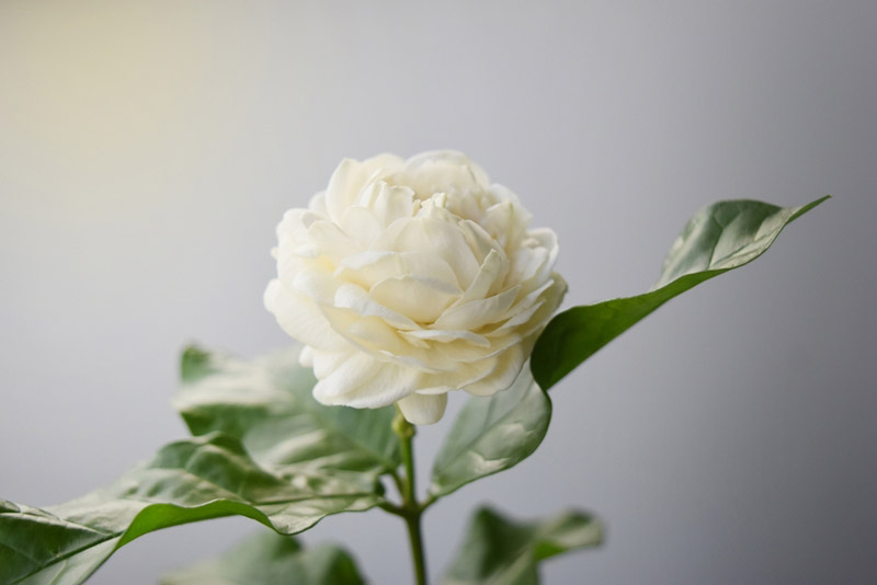 ดอกมะลิ ดอกมะลิ