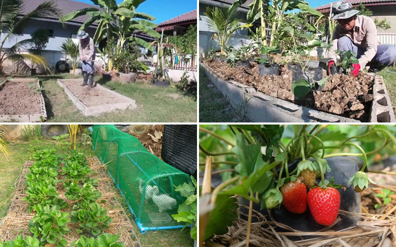 วิธีปลูกสตรอว์เบอร์รี วิธีปลูกสตรอว์เบอร์รี