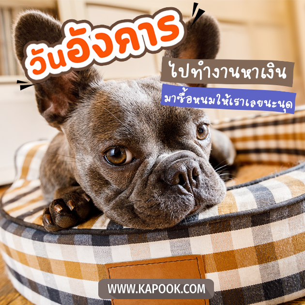 ดูดวงรายวัน ดูดวงรายวัน
