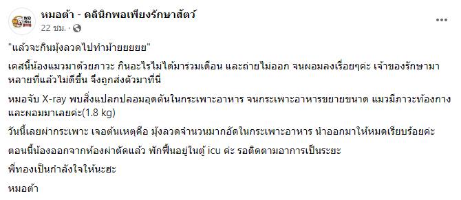 แมวกินมุ้งลวด แมวกินมุ้งลวด