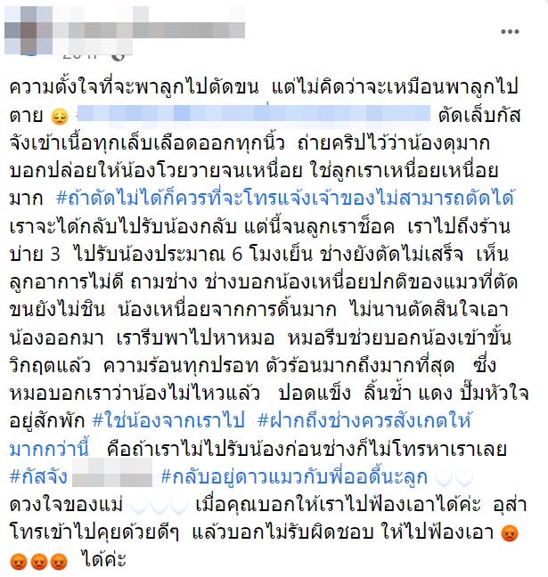 แมว แมว