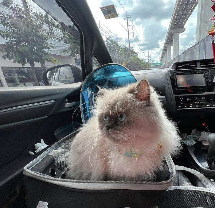 ตัดขนแมวตาย ตัดขนแมวตาย