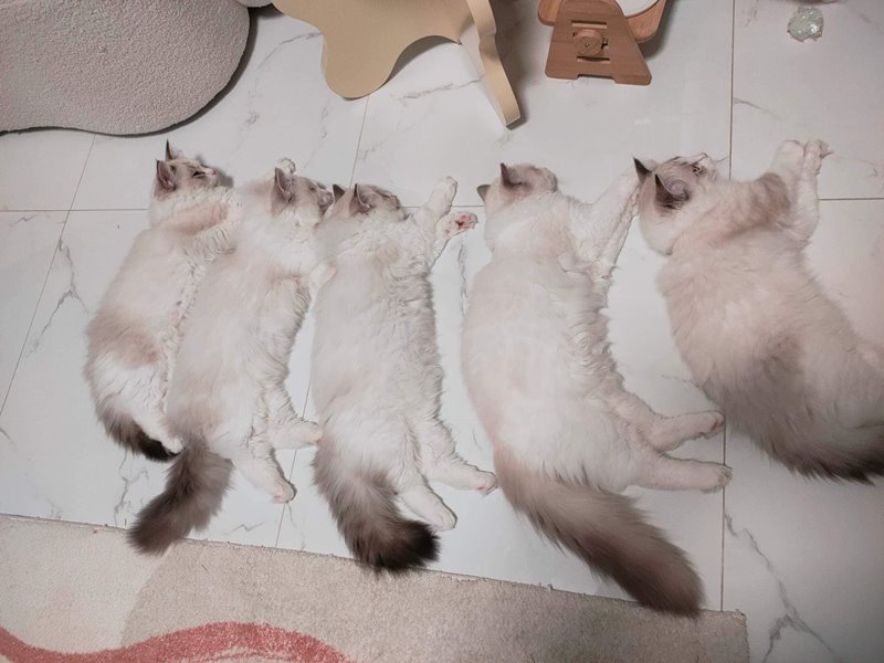 แม่บ้านกล่อมแมว แม่บ้านกล่อมแมว