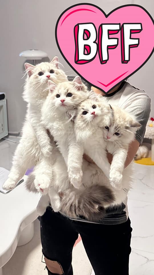 แม่บ้านกล่อมแมว แม่บ้านกล่อมแมว