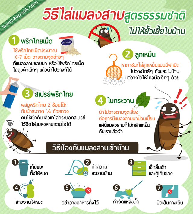 วิธีกำจัดแมลงสาบ วิธีกำจัดแมลงสาบ