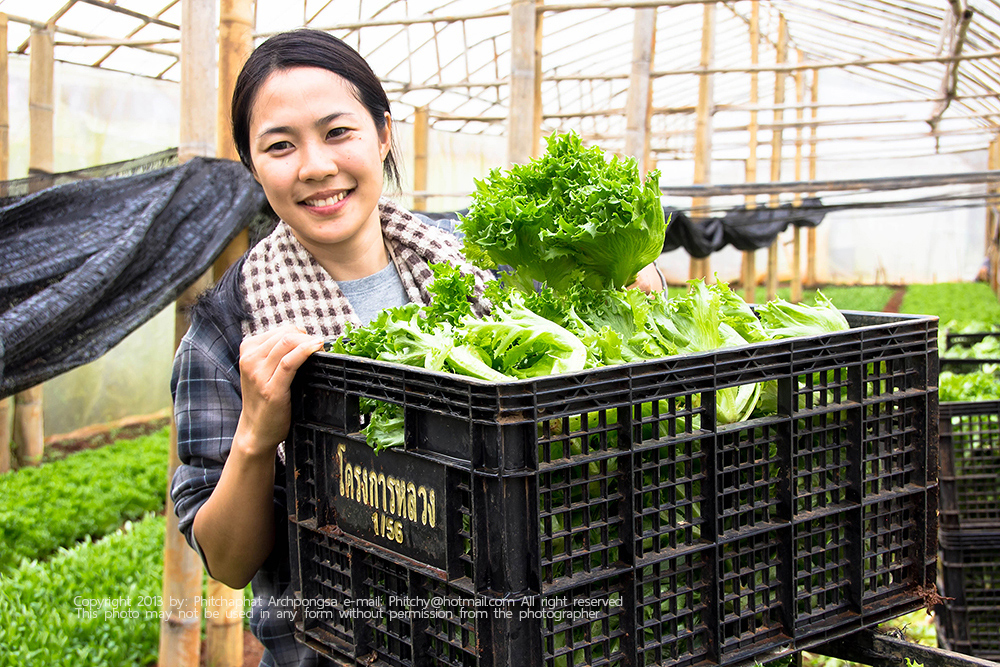 ขึ้นดอยเที่ยวเชิงเกษตร ณ โครงการหลวงแม่โถ ขึ้นดอยเที่ยวเชิงเกษตร ณ โครงการหลวงแม่โถ