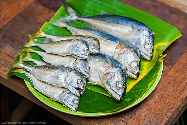 เมนูปลาทู เมนูปลาทู