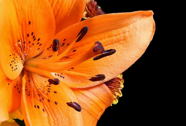 ดอกลิลลี่ ดอกลิลลี่